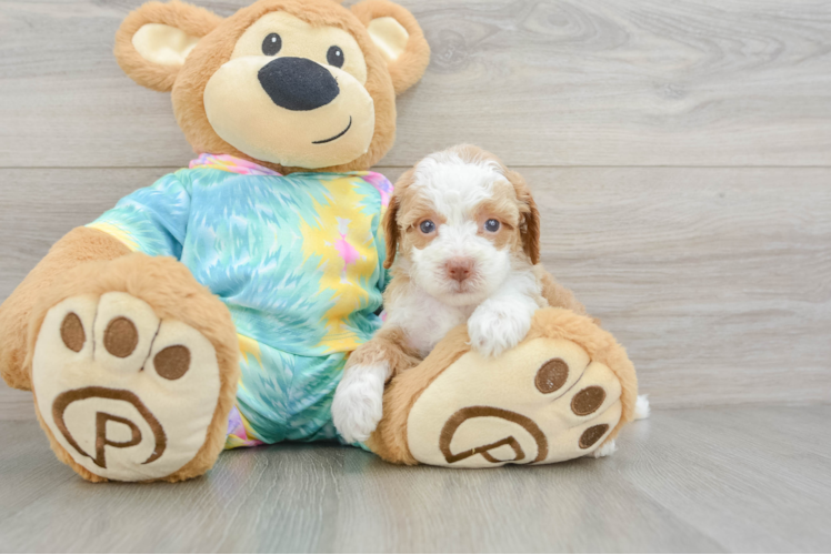 Mini Aussiedoodle Puppy for Adoption