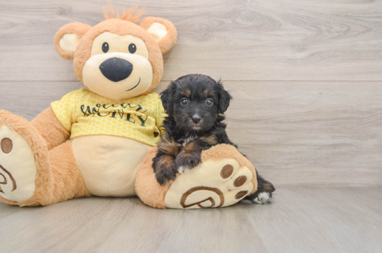 COACHELLA, a Mini Aussiedoodle littermate