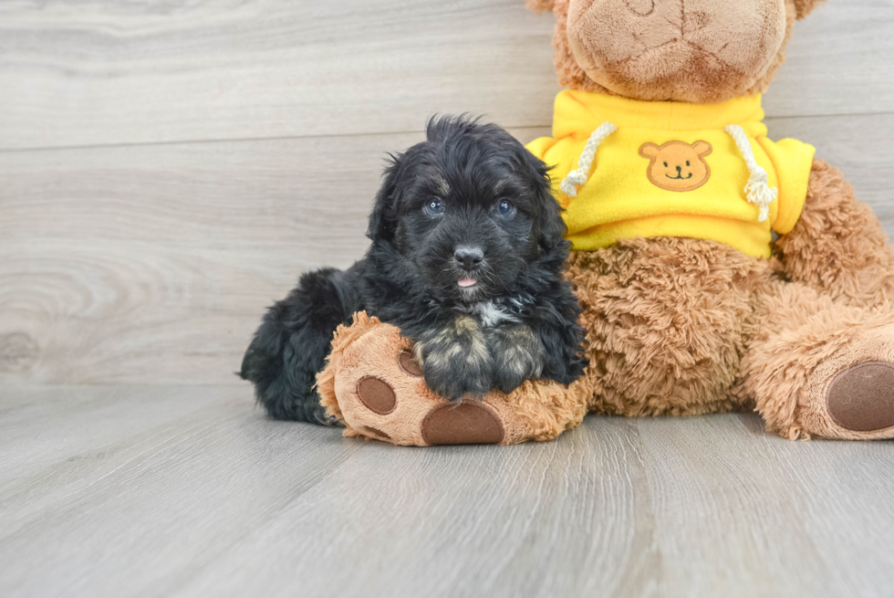 Popular Mini Aussiedoodle Poodle Mix Pup