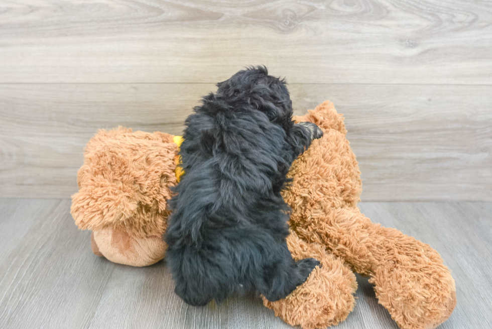Cute Mini Aussiedoodle Baby