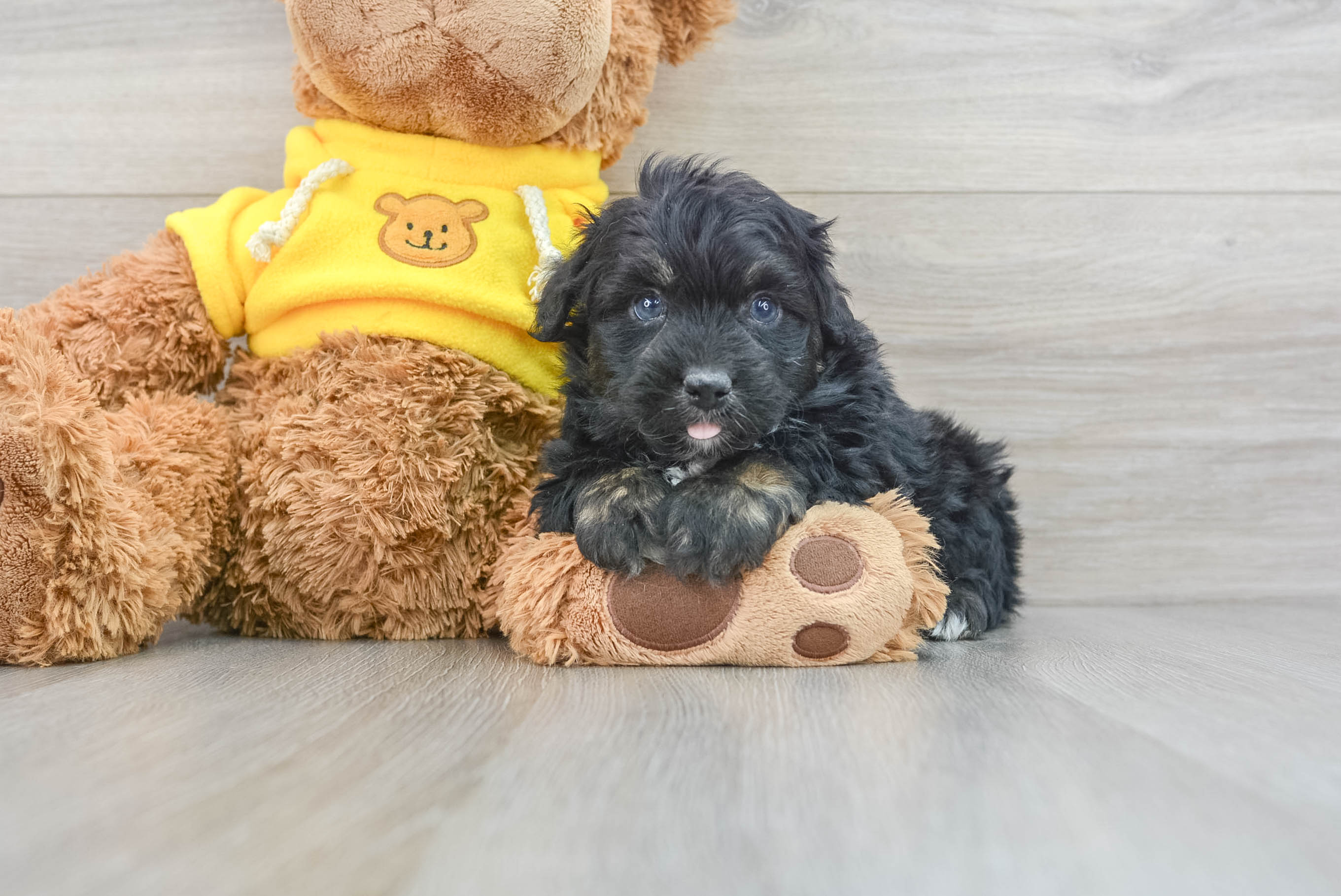 Best Mini Aussiedoodle Baby