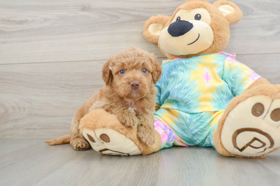 Best Mini Aussiedoodle Baby