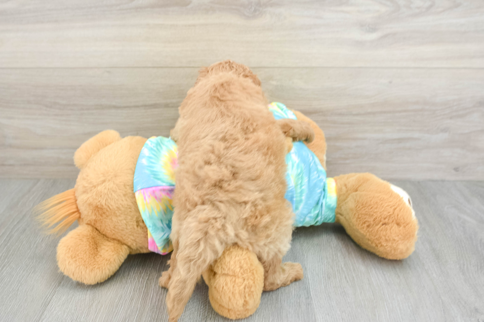 Mini Aussiedoodle Puppy for Adoption