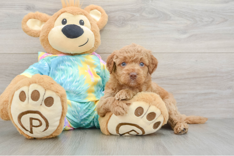 Mini Aussiedoodle Puppy for Adoption