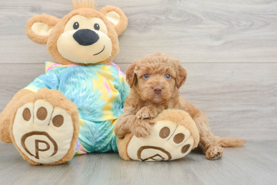 Mini Aussiedoodle Puppy for Adoption