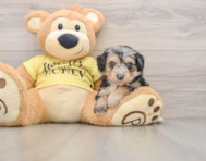 8 week old Mini Aussiedoodle Puppy For Sale - Premier Pups