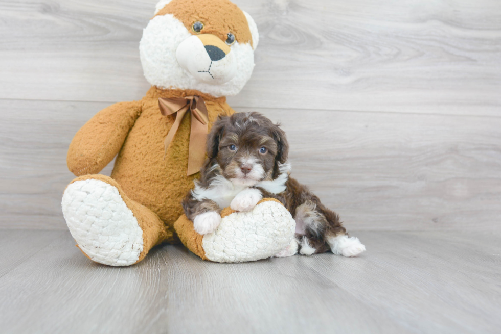 Mini Aussiedoodle Puppy for Adoption