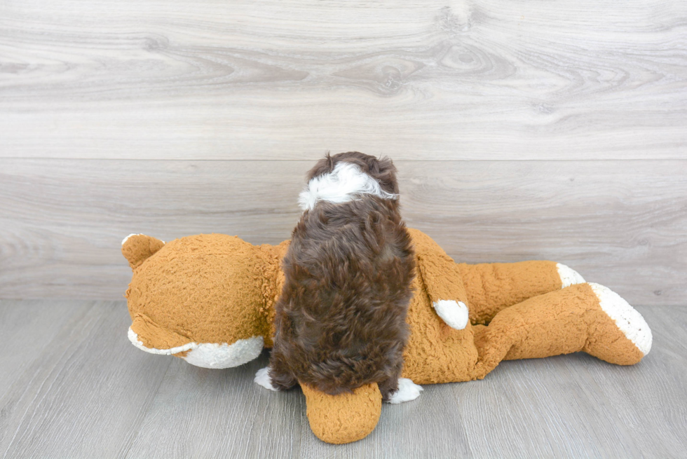 Mini Aussiedoodle Puppy for Adoption