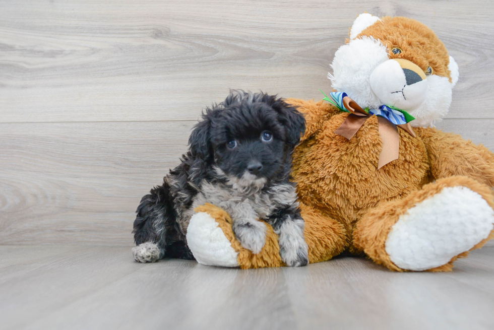 Adorable Aussiepoo Poodle Mix Puppy