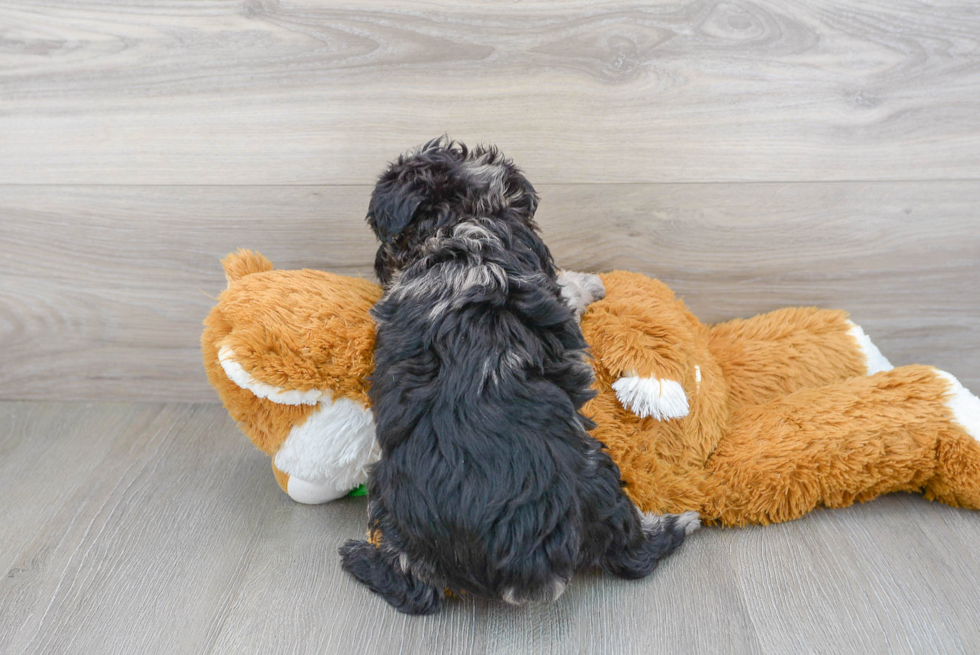 Little Aussiepoo Poodle Mix Puppy
