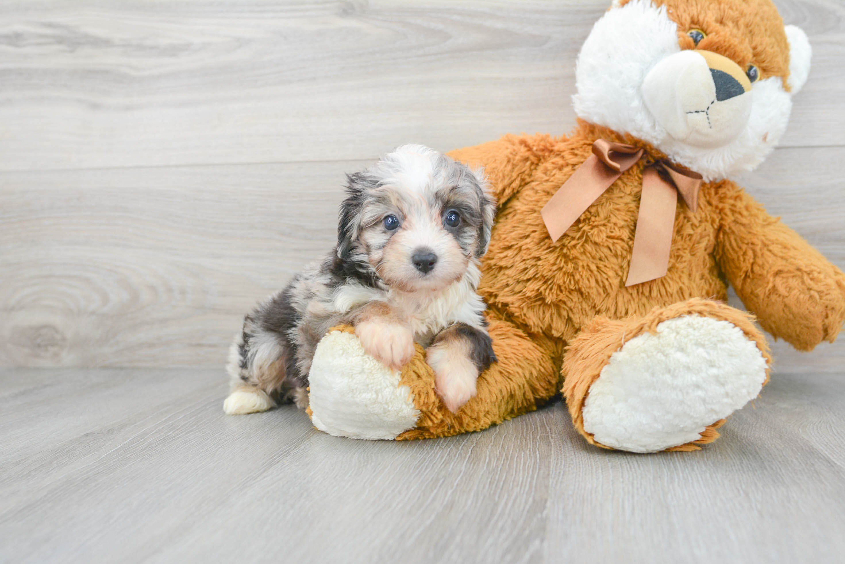 Hypoallergenic Aussiepoo Poodle Mix Puppy
