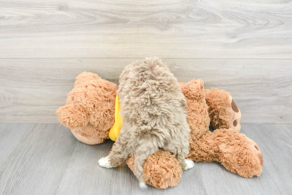 Mini Aussiedoodle Puppy for Adoption