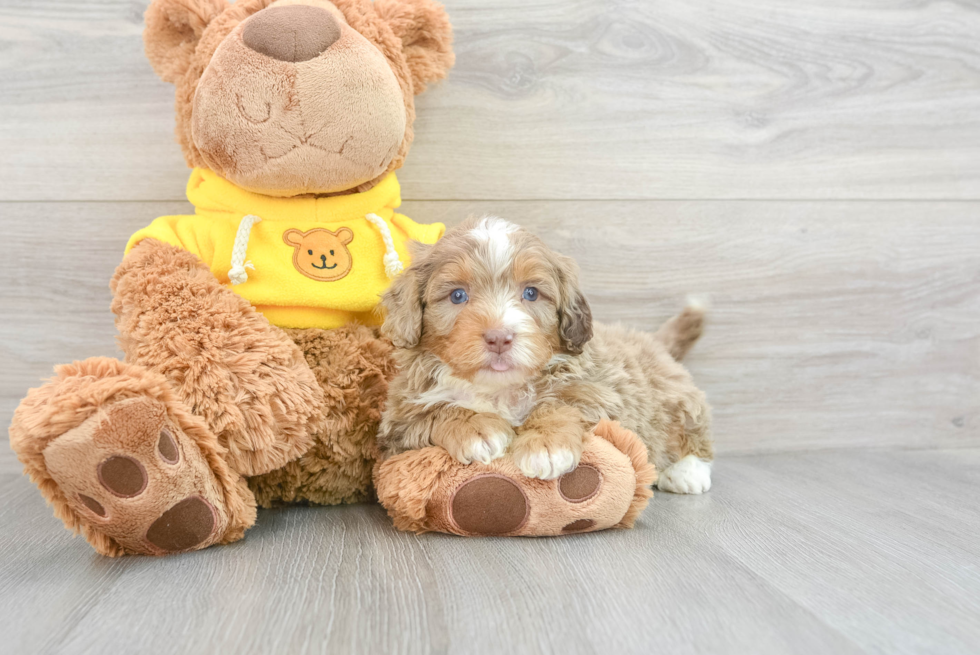 Mini Aussiedoodle Puppy for Adoption