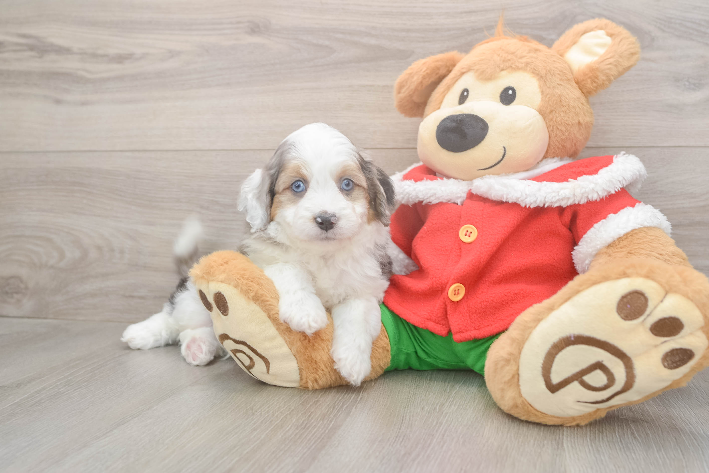 Smart Mini Aussiedoodle Poodle Mix Pup