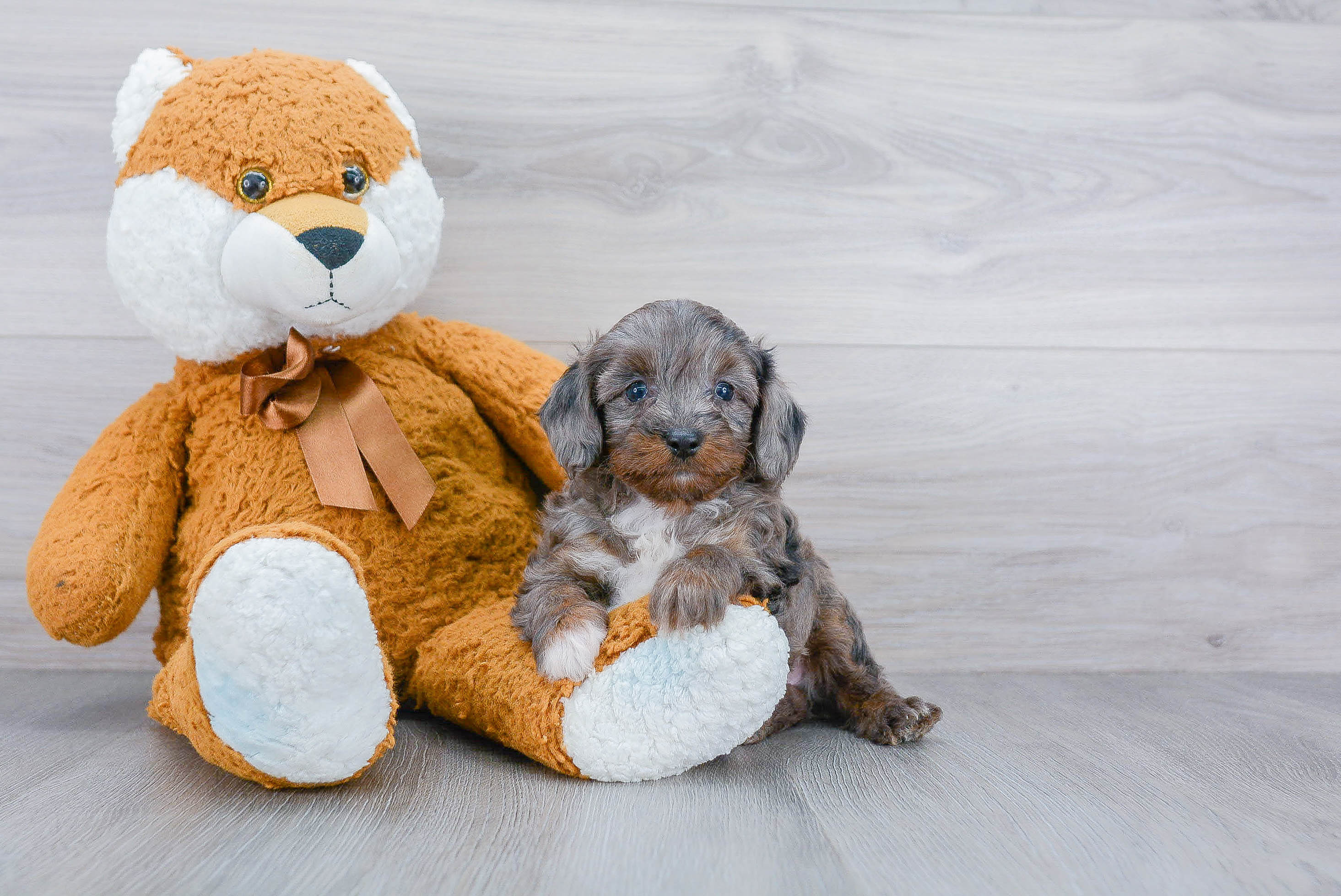Mini Aussiedoodle Puppy for Adoption