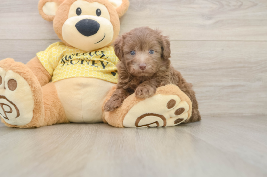 DAILY, a Mini Aussiedoodle littermate