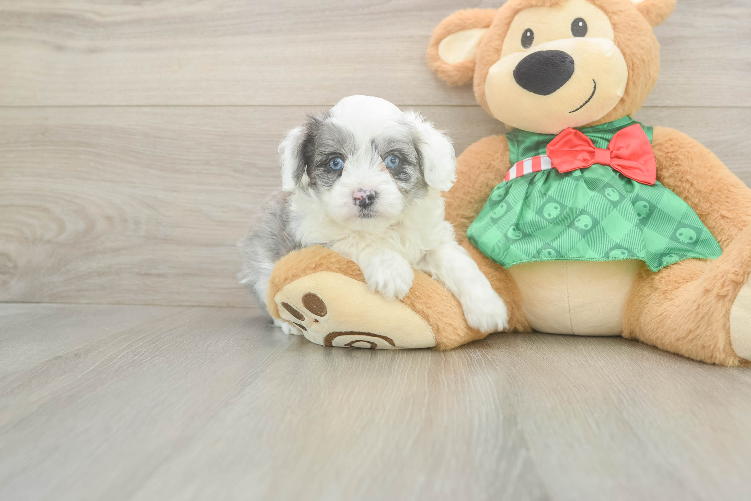 Sweet Mini Aussiedoodle Baby