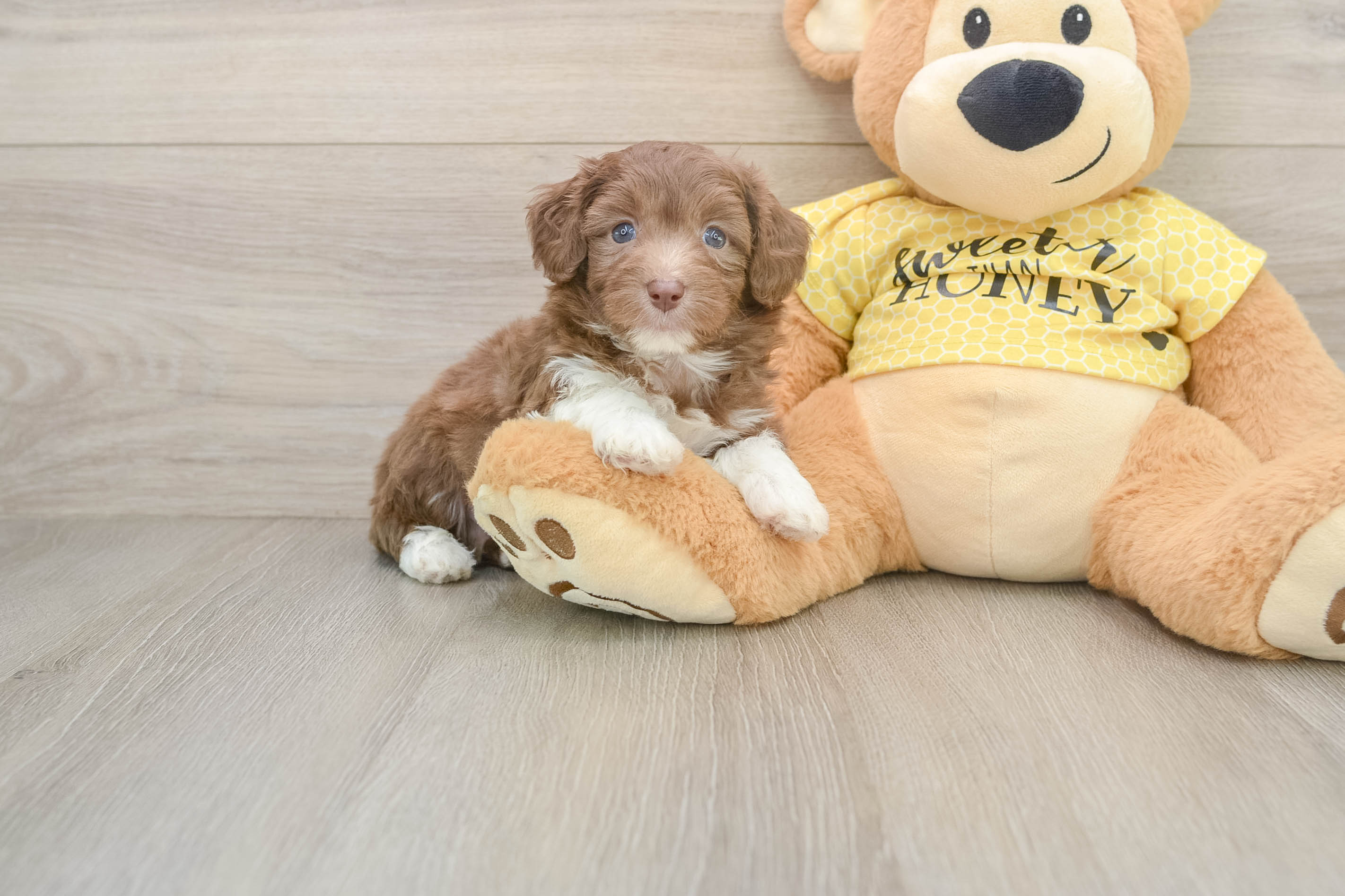 Funny Mini Aussiedoodle Poodle Mix Pup