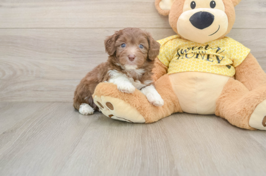 DAPPER, a Mini Aussiedoodle littermate