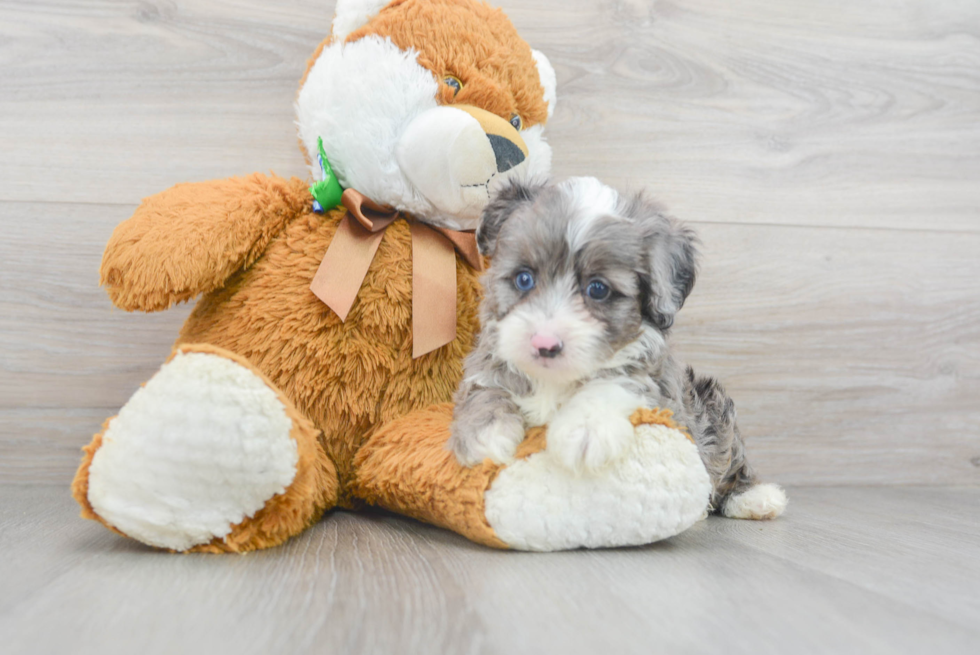 Best Mini Aussiedoodle Baby