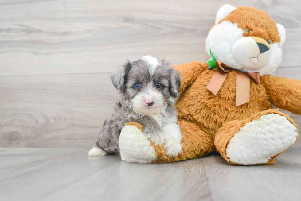 Mini Aussiedoodle Puppy for Adoption
