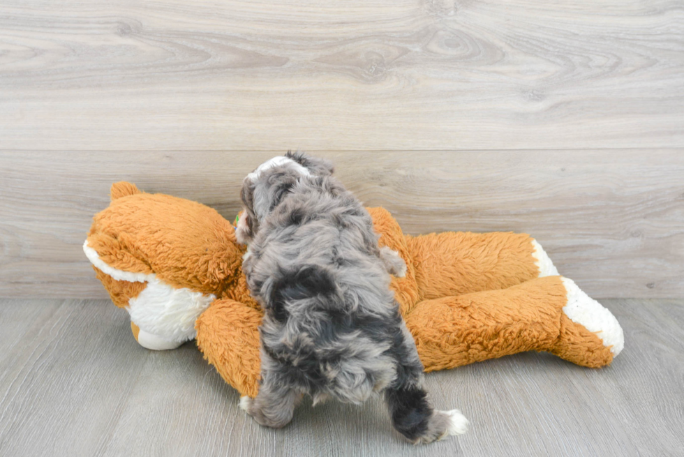 Mini Aussiedoodle Pup Being Cute