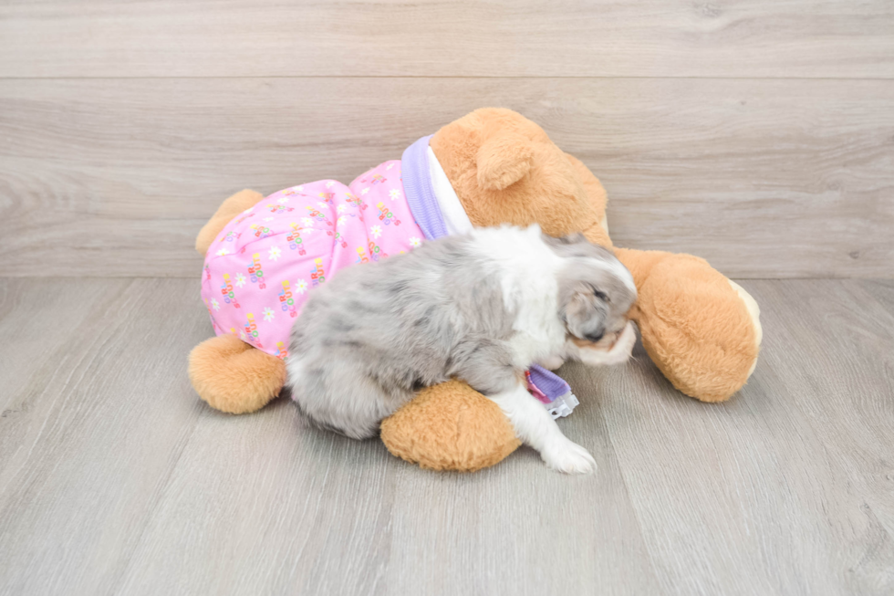 Mini Aussiedoodle Puppy for Adoption