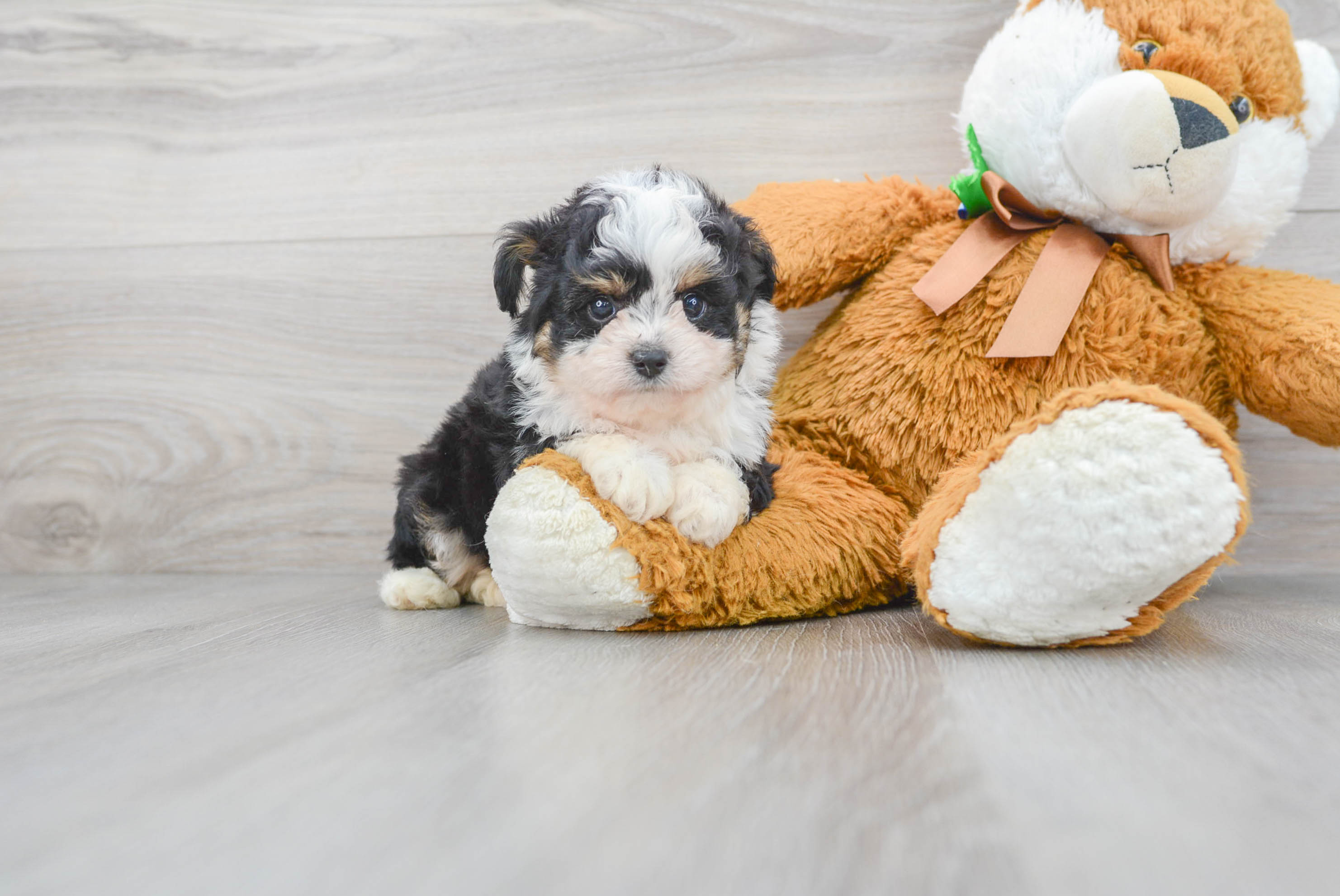 Mini Aussiedoodle Puppy for Adoption