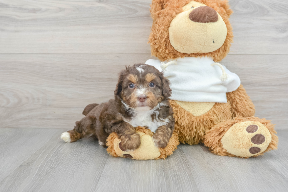 Little Aussiepoo Poodle Mix Puppy