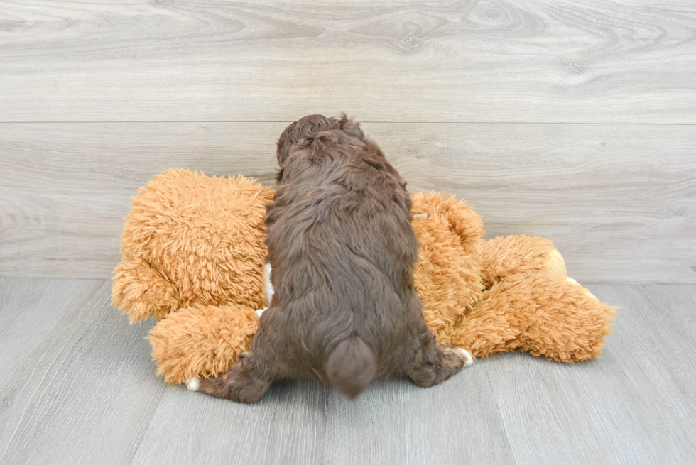 Little Aussiepoo Poodle Mix Puppy