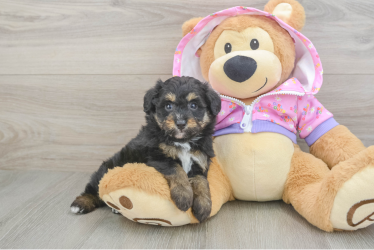 Fluffy Mini Aussiedoodle Poodle Mix Pup