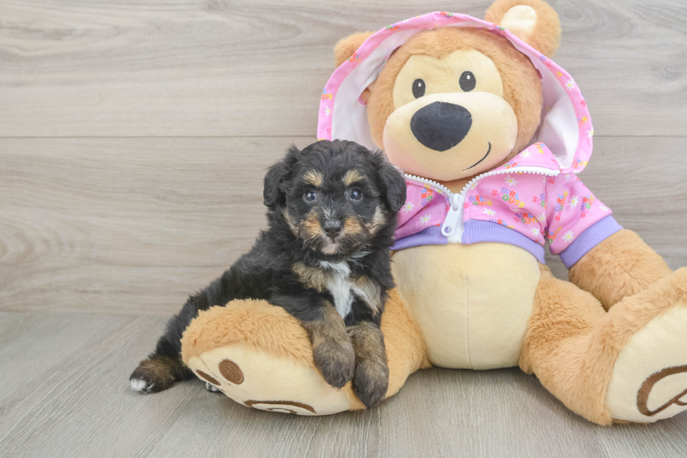 Fluffy Mini Aussiedoodle Poodle Mix Pup