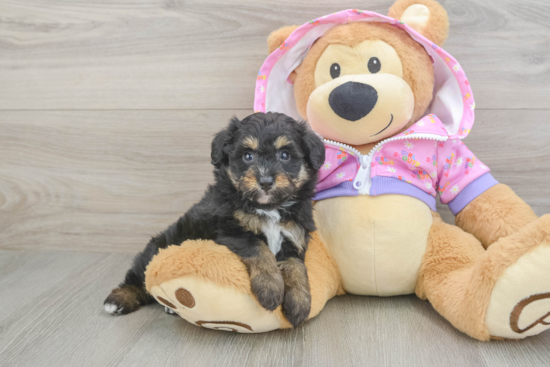 Fluffy Mini Aussiedoodle Poodle Mix Pup