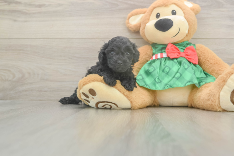 Sweet Mini Aussiedoodle Baby