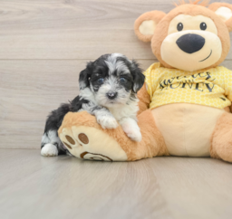 8 week old Mini Aussiedoodle Puppy For Sale - Premier Pups
