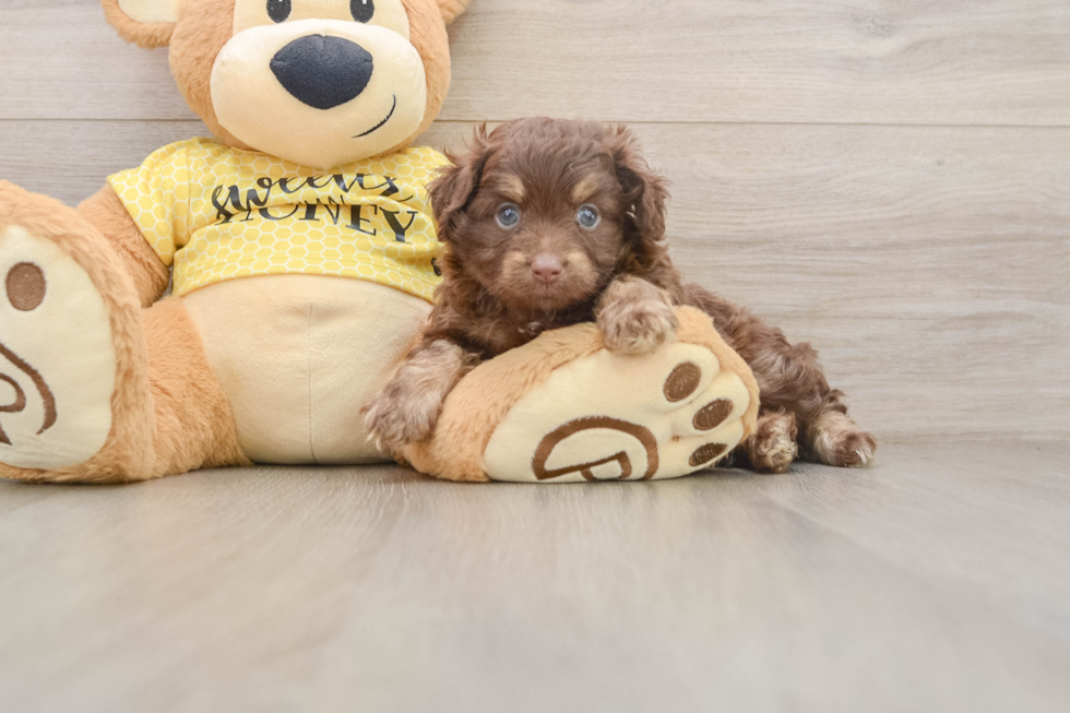Little Aussiepoo Poodle Mix Puppy
