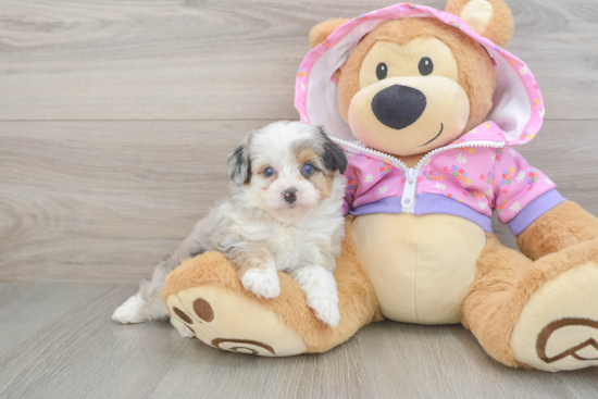 Fluffy Mini Aussiedoodle Poodle Mix Pup