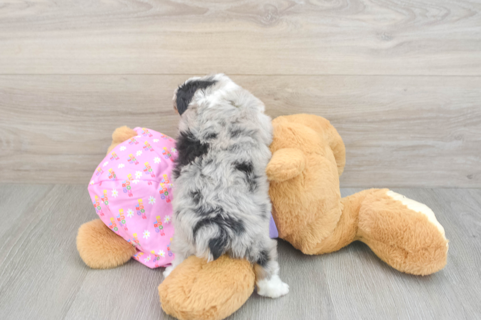 Mini Aussiedoodle Puppy for Adoption