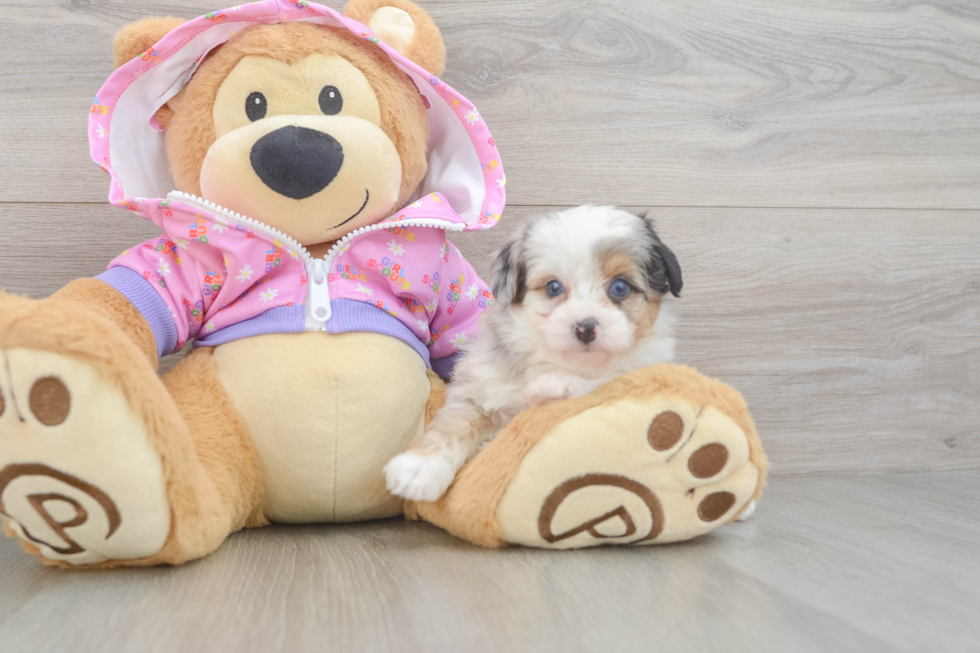 Mini Aussiedoodle Puppy for Adoption