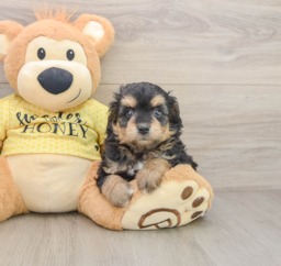 8 week old Mini Aussiedoodle Puppy For Sale - Premier Pups