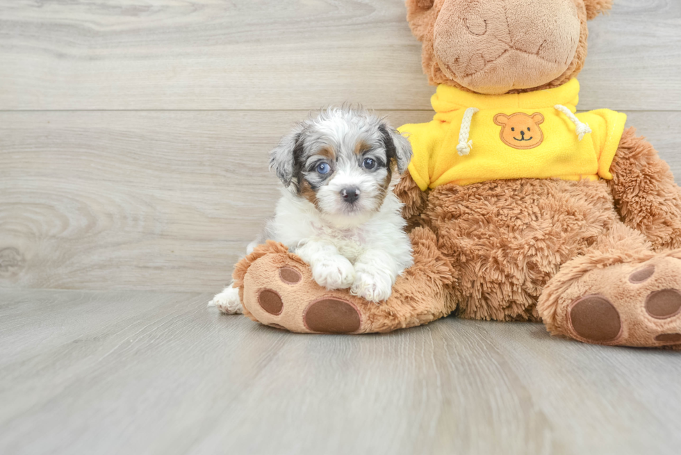 Small Mini Aussiedoodle Baby