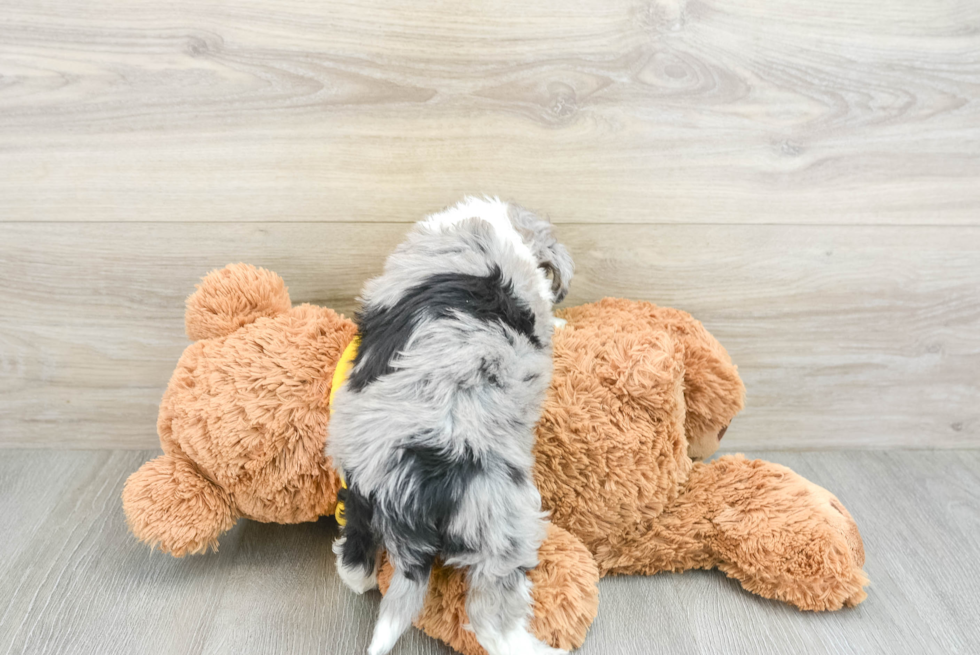Energetic Aussie Poo Poodle Mix Puppy