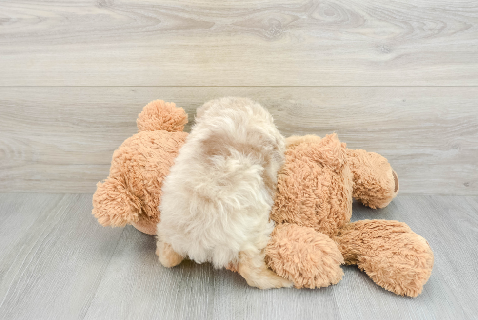 Smart Mini Aussiedoodle Poodle Mix Pup