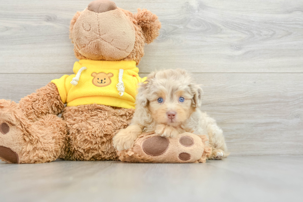 Smart Mini Aussiedoodle Poodle Mix Pup