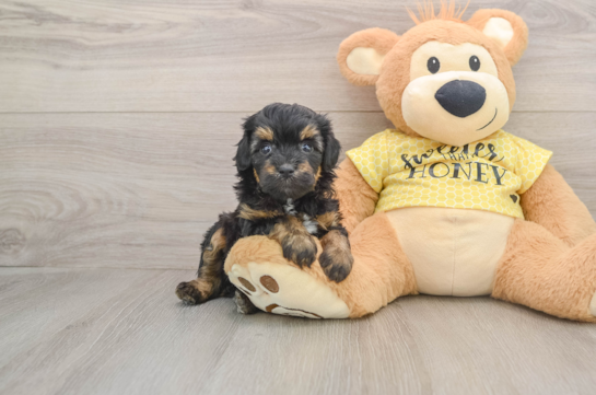 ECLIPSE, a Mini Aussiedoodle littermate