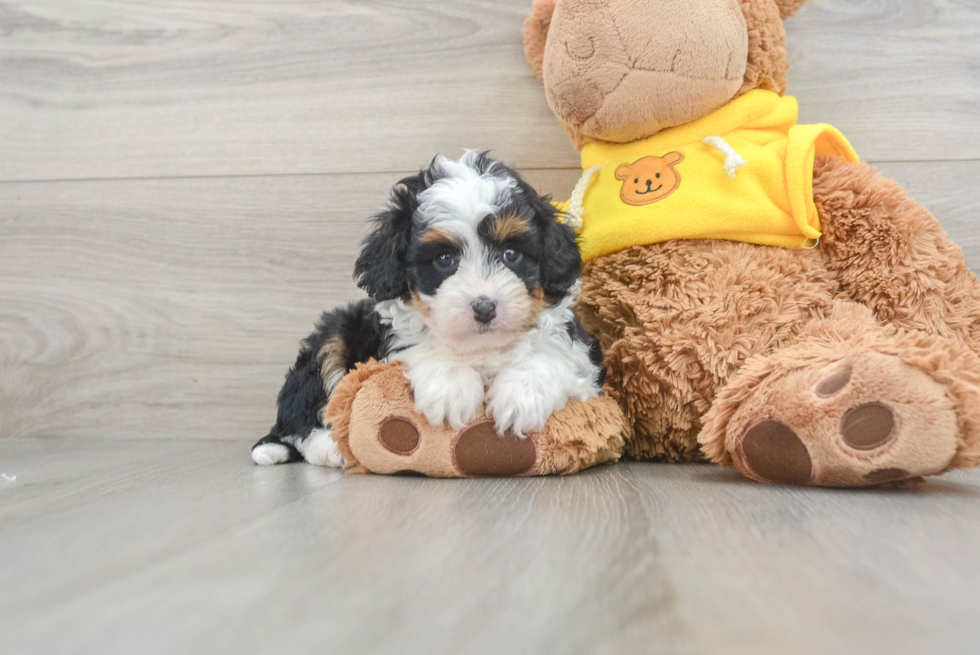 Mini Aussiedoodle Puppy for Adoption
