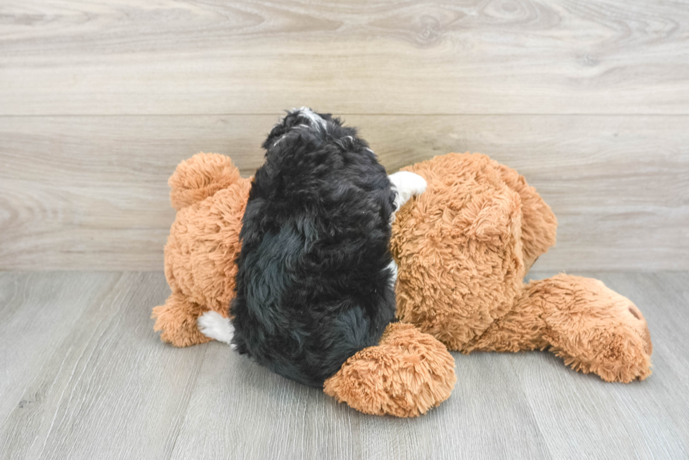 Playful Aussiepoo Poodle Mix Puppy