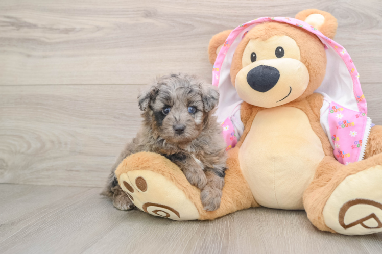 Mini Aussiedoodle Pup Being Cute