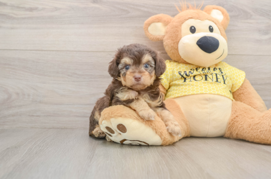 EMORY, a Mini Aussiedoodle littermate