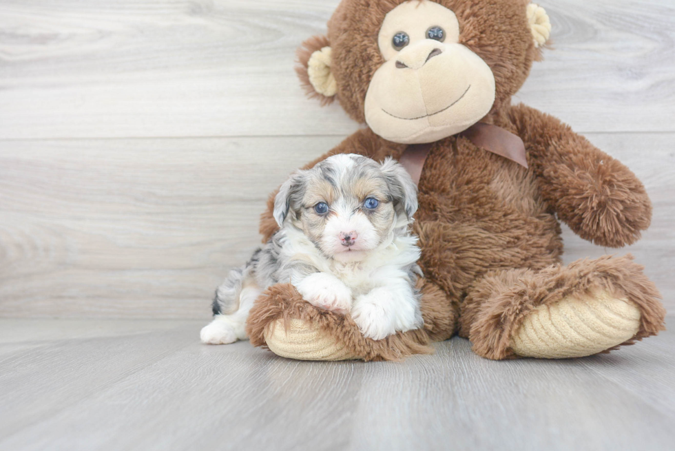 Best Mini Aussiedoodle Baby